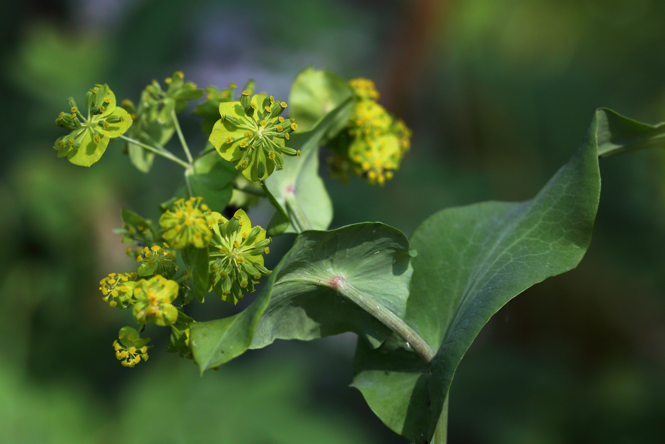 Изображение особи Bupleurum longifolium ssp. aureum.