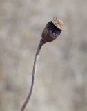 Papaver rhoeas