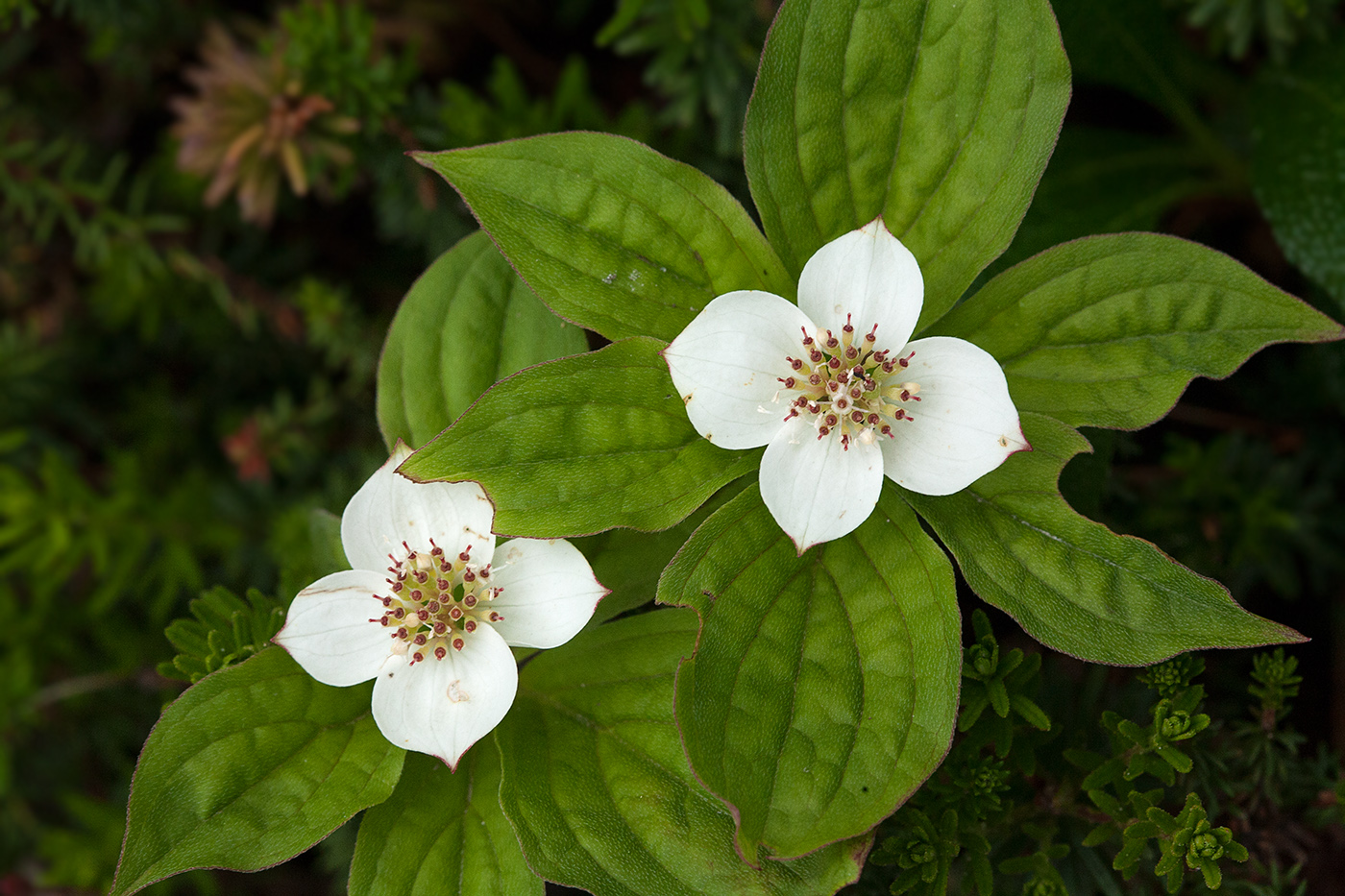 Изображение особи Chamaepericlymenum canadense.