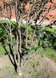 Sorbus hybrida. Нижняя часть плодоносящего дерева. Москва, Александровский сад, в культуре. 25.08.2015.