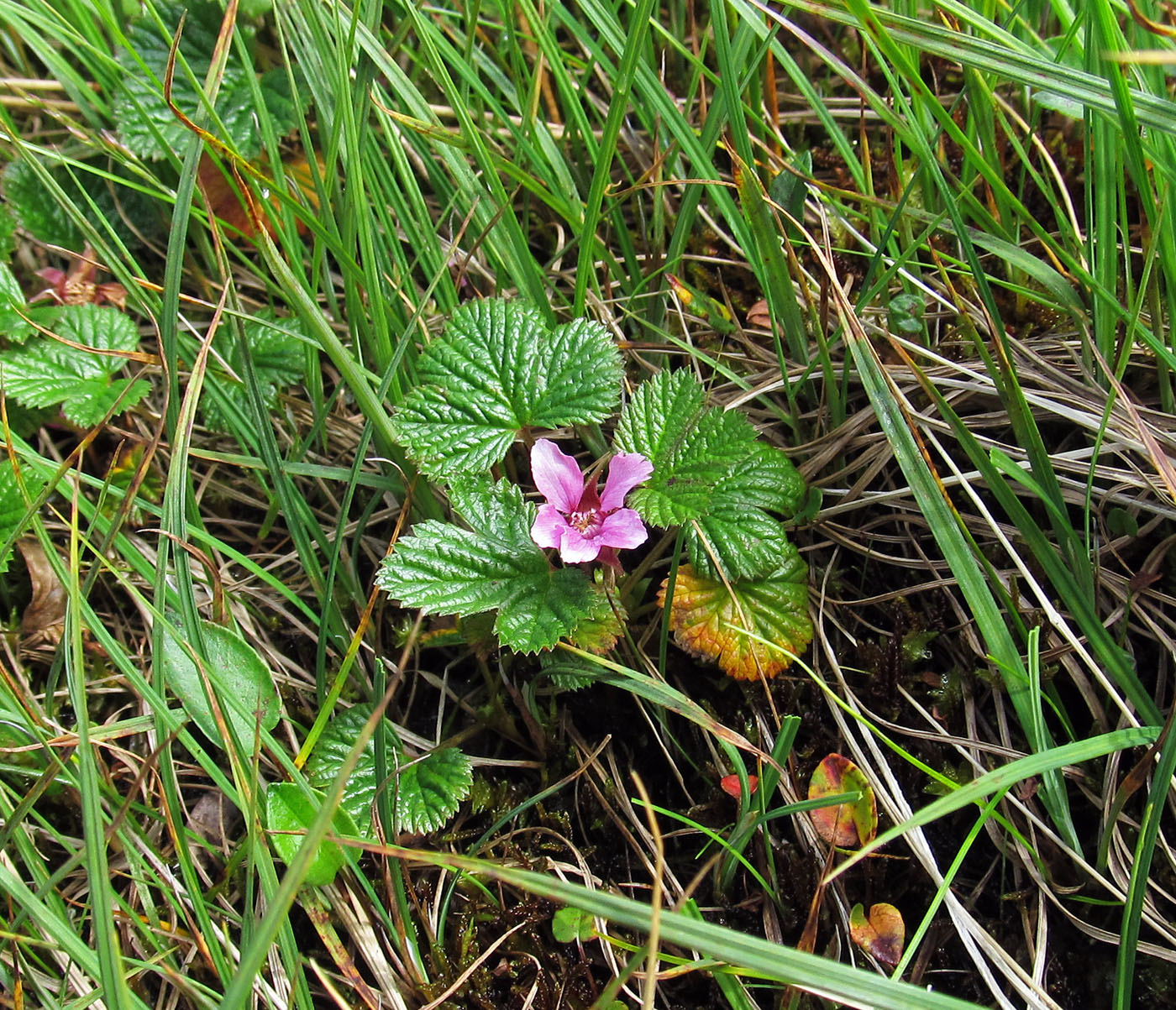 Изображение особи Rubus stellatus.