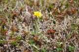 Tephroseris frigida. Цветущее растение в кустарничково (Vacciniium vitis-idaea, Empetrum) - лишайниковой (Cladonia spp., Cetraria spp. и др.) тундре. Чукотка, побережье бухты Провидения. 15.07.2011.