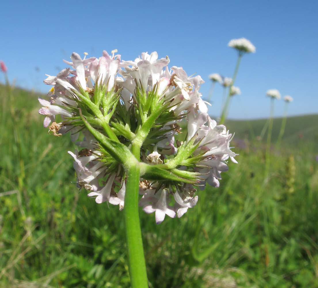 Изображение особи Valeriana alpestris.