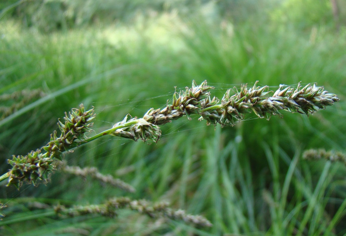 Изображение особи Carex szovitsii.