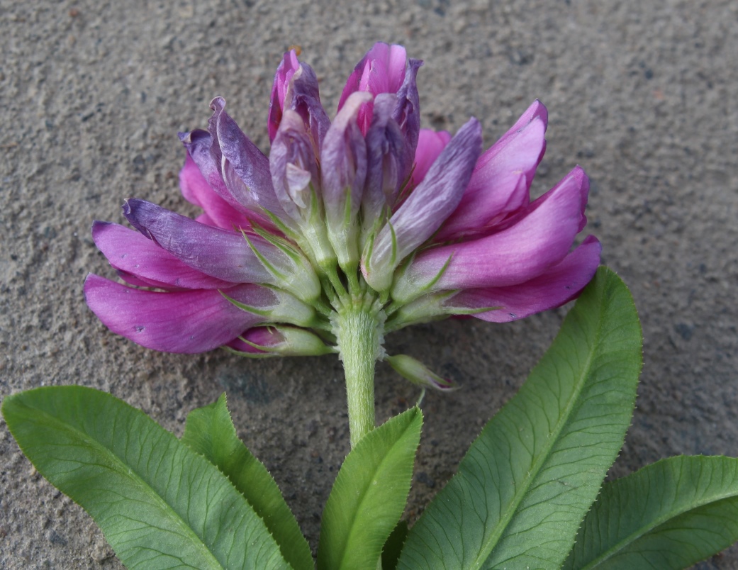 Изображение особи Trifolium lupinaster.