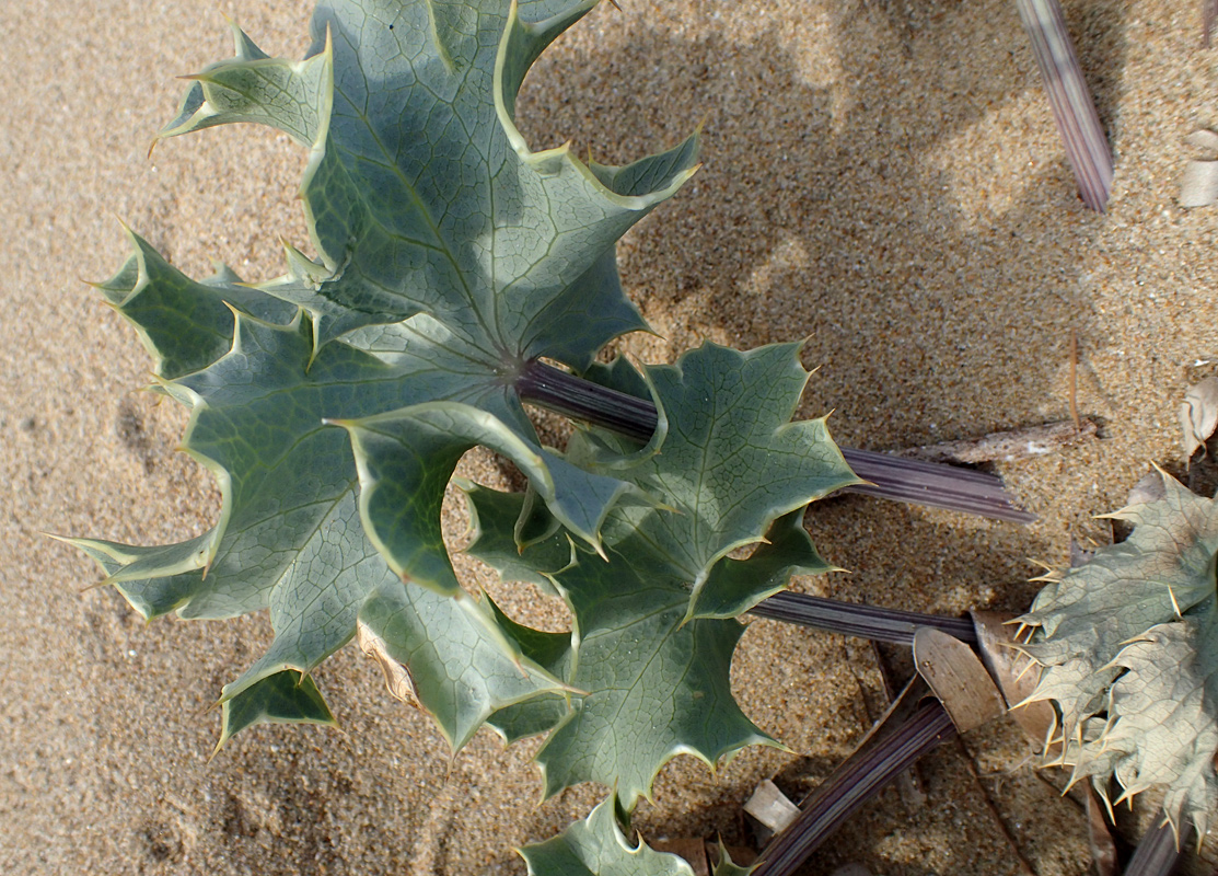 Изображение особи Eryngium maritimum.