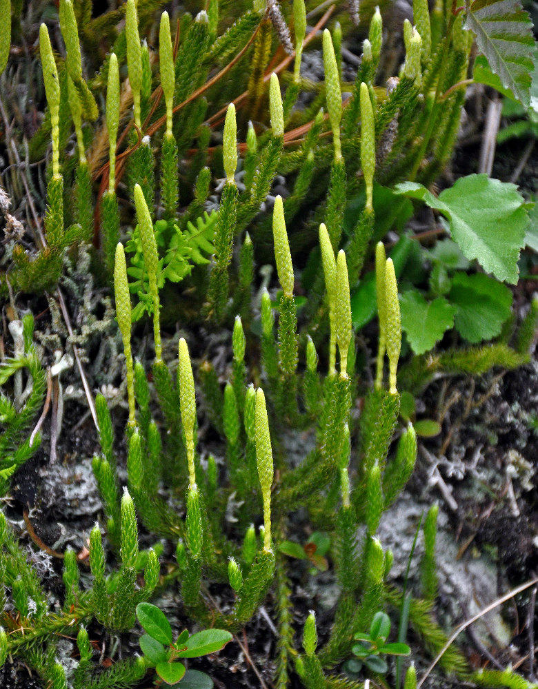 Изображение особи Lycopodium lagopus.