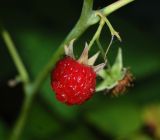 Rubus idaeus. Зрелый плод. Московская обл., Раменский р-н, пос. Ильинский, дикая заросль на дачном участке. 11.08.2018.