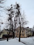 Betula pendula. Покоящиеся деревья с плодоносящими Viscum album. Беларусь, г. Гродно, ул. Б. Троицкая, в озеленении. 23.12.2018.