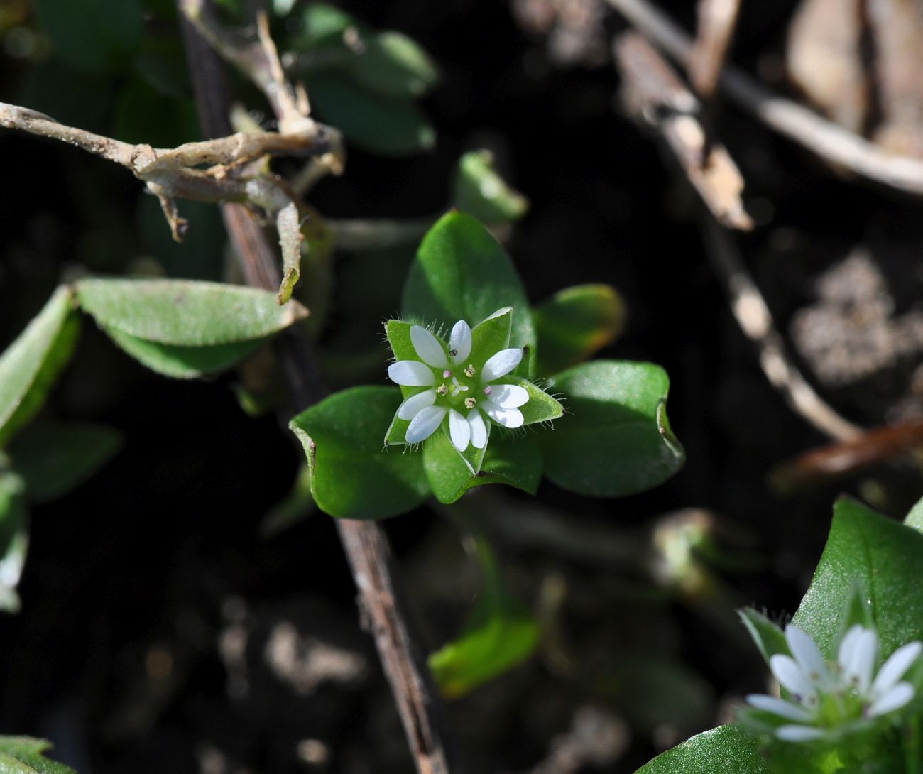 Image of Stellaria media specimen.