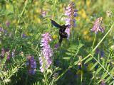 Vicia cracca. Часть цветущего побега с собирающей нектар пчелой-плотником (Xylocopa violacea L.). Казахстан, Восточно-Казахстанская обл., Уланский р-н, окр. с. Украинка, луг. 05.07.2005.