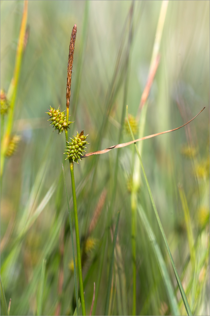 Изображение особи Carex serotina.
