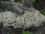 Cladonia stellaris