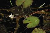 Nymphaea mexicana