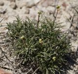 Lepidium turczaninowii