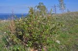 Cotoneaster melanocarpus