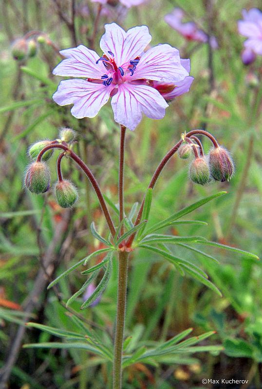 Изображение особи Geranium linearilobum.