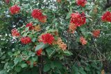 Viburnum lantana