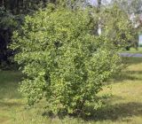 Betula humilis. Взрослое растение. Москва, ГБС РАН, дендрарий. 30.08.2021.