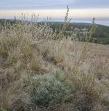 Artemisia campestris. Плодоносящее растение. Республика Удмуртия, Каракулинский р-н, Ныргындинское сельское поселение, дер. Зуевы Ключи, суходольный луг. 08.10.2021.