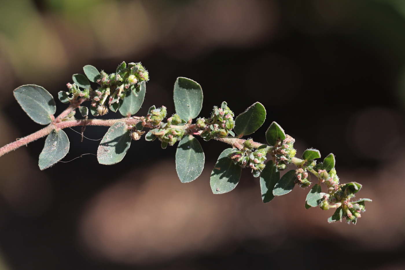 Изображение особи Euphorbia prostrata.