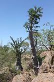 Pachypodium lealii. Вегетирующее растение. Намибия, обл. Кунене, р-н Санитатас, в в 13 км на восток от деревни Anabib. 20.01.2010.