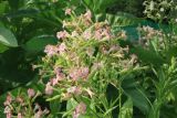 Nicotiana tabacum. Соцветие. Тверская обл., Весьегонск, частный участок, в культуре. 25 августа 2022 г.