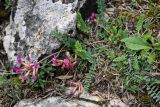 Astragalus buschiorum. Цветущее растение. Дагестан, Гунибский р-н, Карадахская теснина, каменистый склон. 02.05.2022.