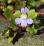 Cymbalaria muralis. Цветок. Бельгия, Западная Фландрия, г. Остенде, озеленение. Октябрь 2015 г.