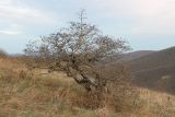 Crataegus pentagyna. Плодоносящее растение. Краснодарский край, м/о г. Новороссийск, вершина 429, остепнённый луг с одиночными деревьями боярышника. 11.11.2023.