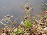 Fritillaria meleagris