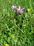 Erodium cicutarium