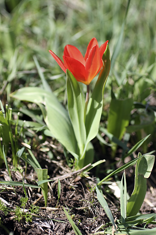 Изображение особи Tulipa praestans.