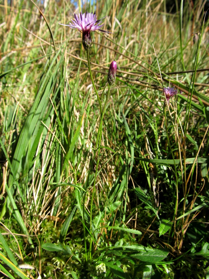 Изображение особи Serratula tinctoria ssp. seoanei.