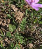 Erodium cicutarium