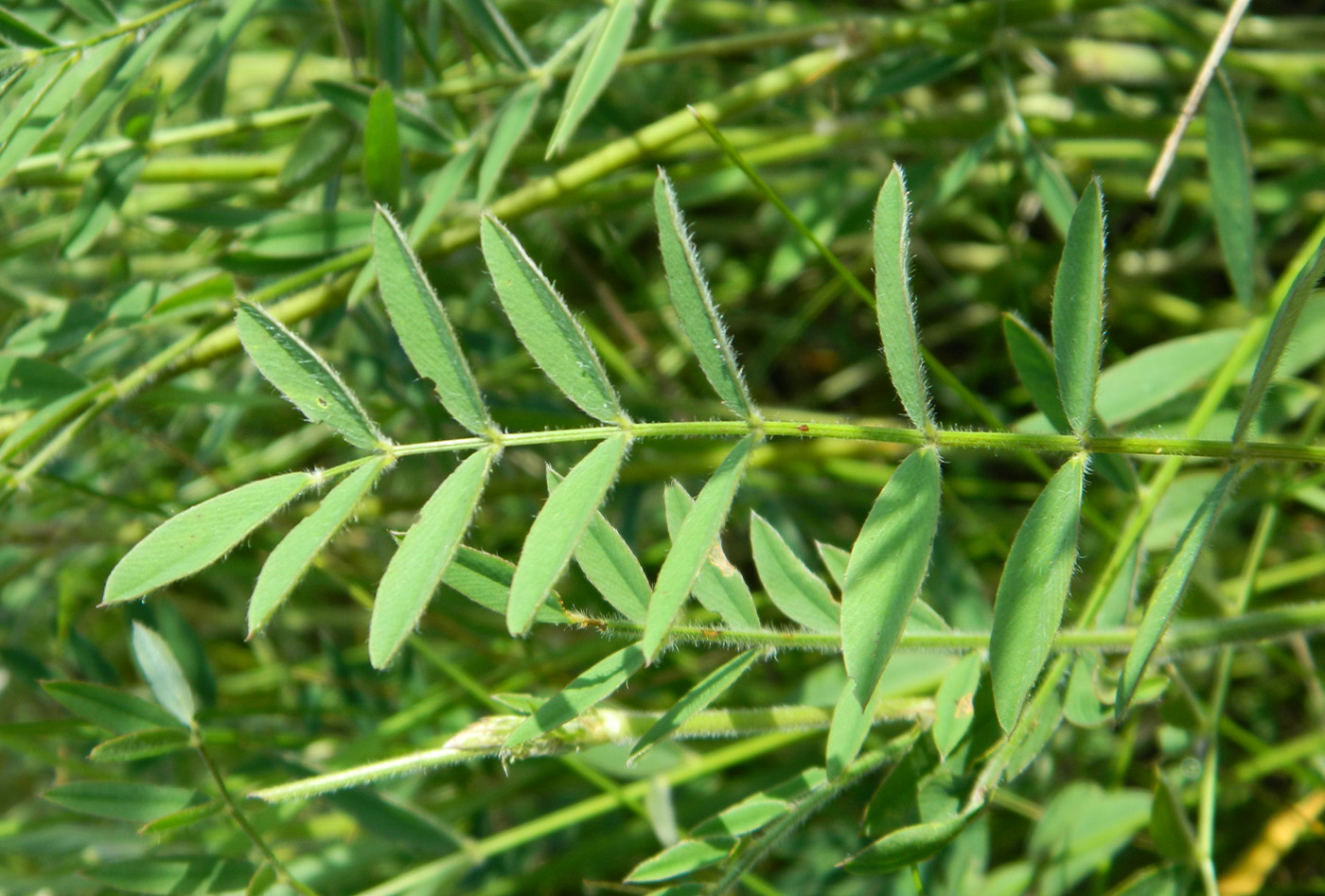 Изображение особи Onobrychis arenaria.