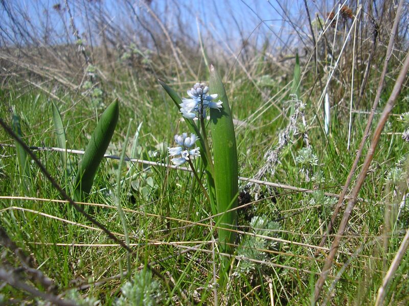 Изображение особи Hyacinthella leucophaea.