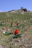 Tulipa greigii. Цветущие растения. Южный Казахстан, хр. Боролдайтау, ущ. Кенозен; 1450 м н.у.м. 01.05.2012.
