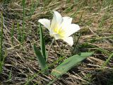 Tulipa suaveolens. Цветущее растение. Казахстан, Костанайская обл., Денисовский р-н. 05.05.2010.