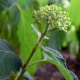 Hydrangea arborescens