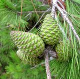 Pinus halepensis