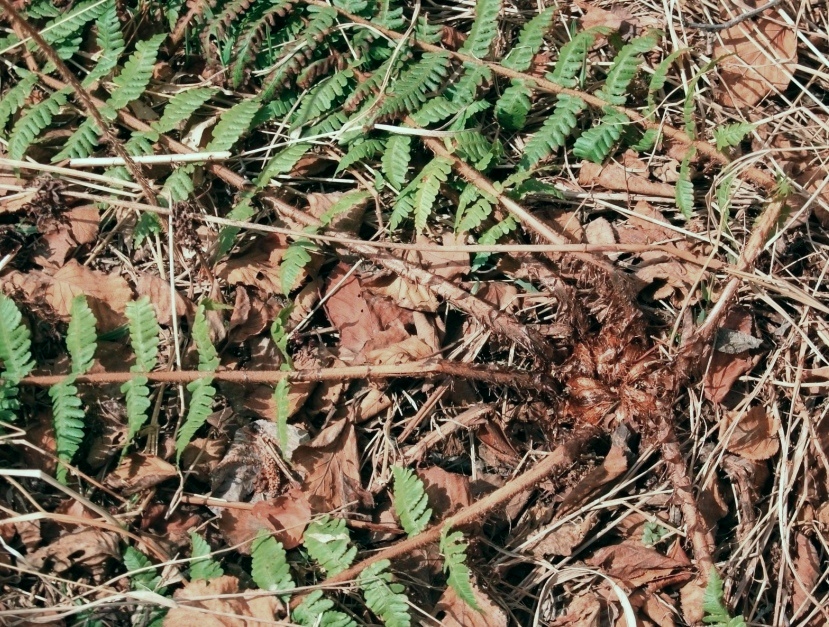 Image of Dryopteris crassirhizoma specimen.
