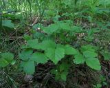 Rubus saxatilis