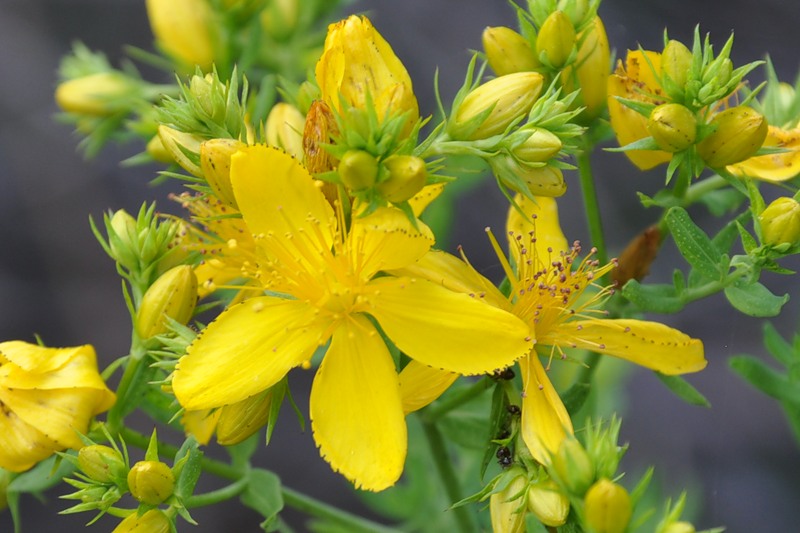 Image of genus Hypericum specimen.