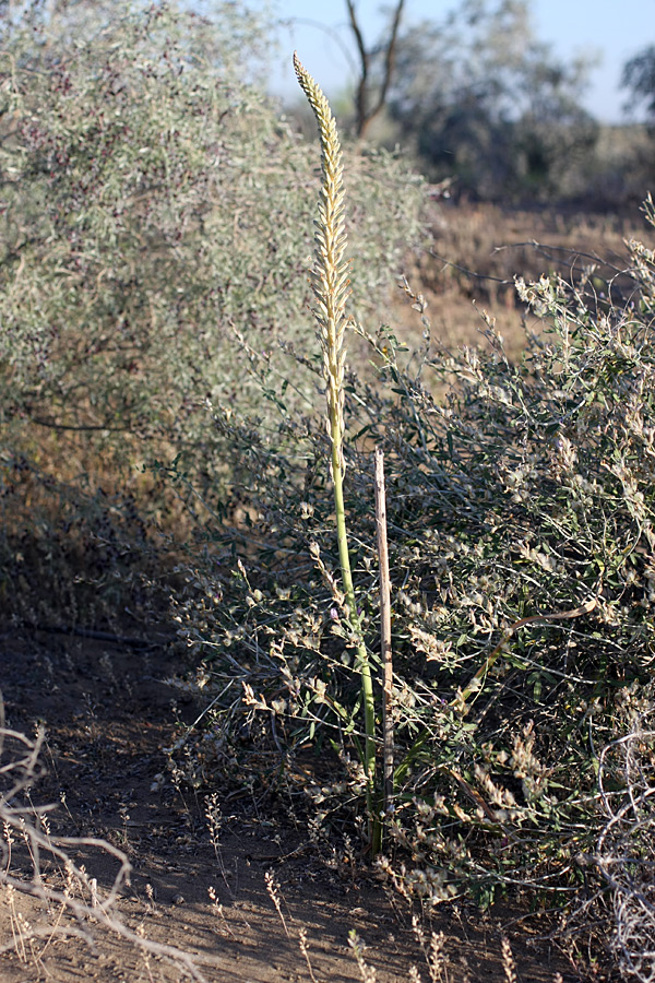 Изображение особи Eremurus inderiensis.