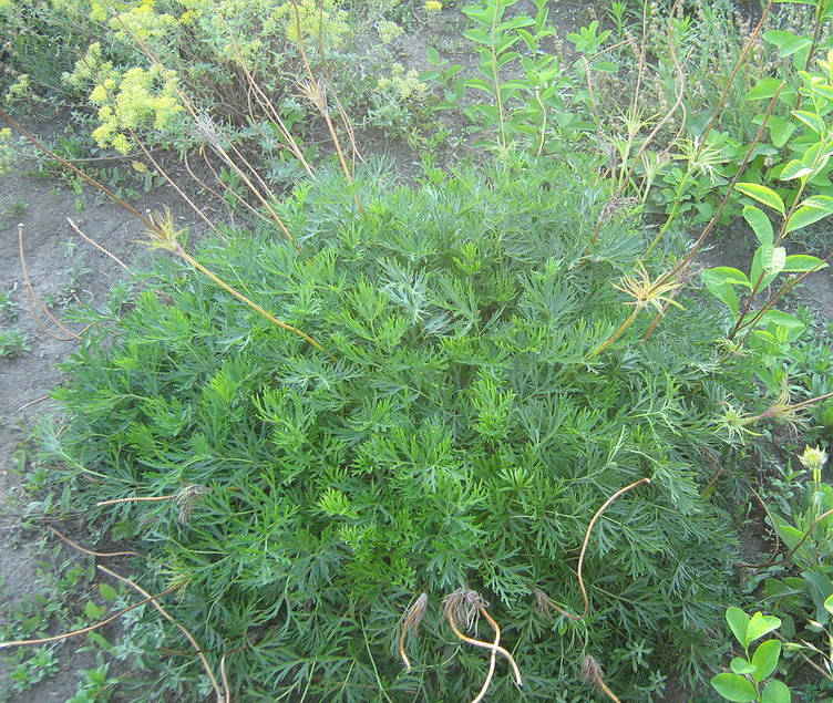 Изображение особи Pulsatilla vulgaris.