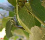 Tilia mandshurica