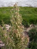 Rumex aquaticus. Соцветие. Мурманская обл., Североморский р-н, пгт Росляково, берег губы Грязная Кольского залива, супралитораль. 27.07.2014.