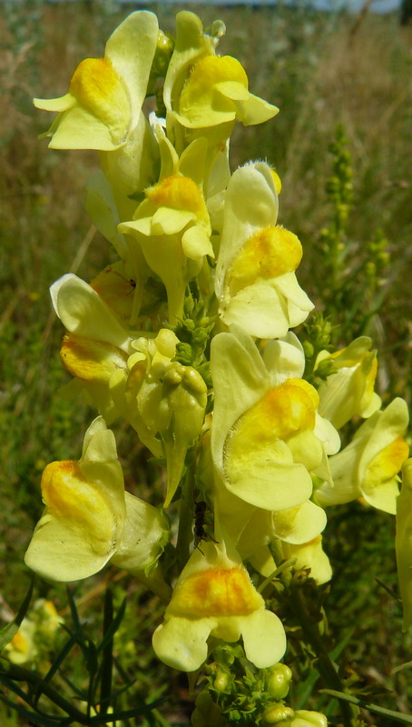 Изображение особи Linaria vulgaris.