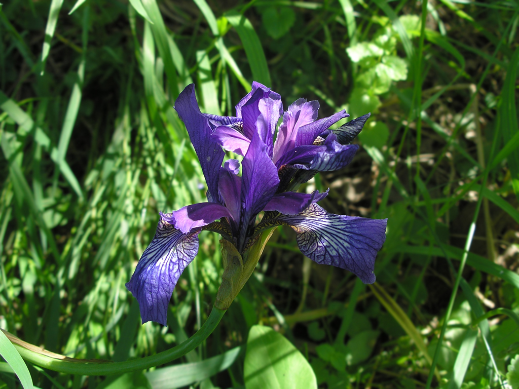 Изображение особи Iris sibirica.